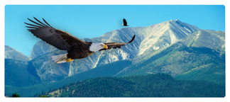 DNSEMP-L-130 Soaring Eagle Im Free